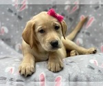 Small Photo #4 Labrador Retriever Puppy For Sale in LAKELAND, FL, USA