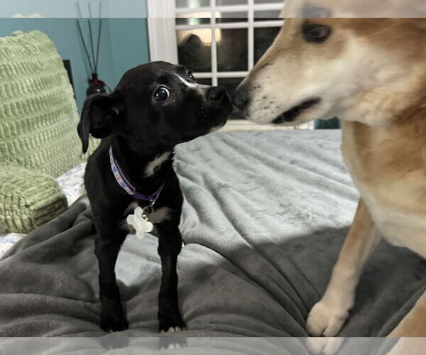 Medium Photo #2 American Staffordshire Terrier-Labrador Retriever Mix Puppy For Sale in Holly Springs, NC, USA