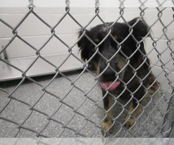 Medium Photo #1 Australian Shepherd-Unknown Mix Puppy For Sale in Temple, TX, USA