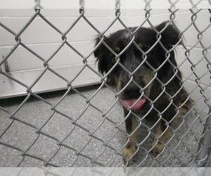 Australian Shepherd-Unknown Mix Dogs for adoption in Temple, TX, USA