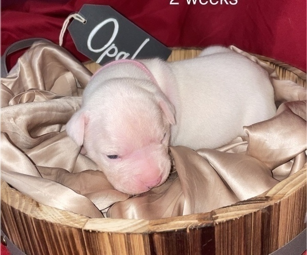 Medium Photo #1 American Bulldog Puppy For Sale in VALPARAISO, IN, USA