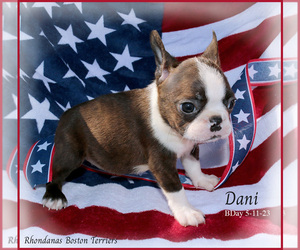 Boston Terrier Puppy for sale in MOSELLE, MS, USA
