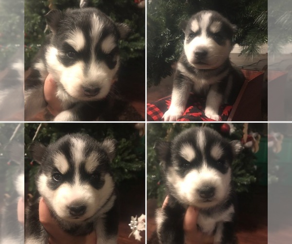 View Ad: Alaskan Husky Puppy for Sale near In Ireland