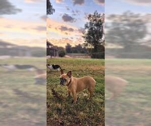 French Bulldog Dogs for adoption in Parlier, CA, USA