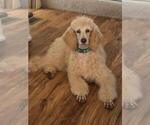 Small #9 Poodle (Standard)