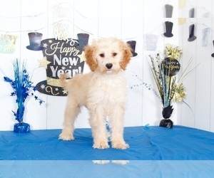 Goldendoodle Puppy for sale in MOUNT VERNON, OH, USA