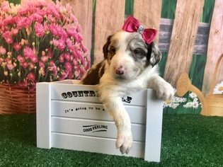 Aussiedoodle Puppy for sale in CONCORD, NC, USA