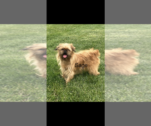 Mother of the Brussels Griffon puppies born on 03/17/2026