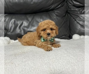 Cavapoo Puppy for sale in CAMPBELLSVILLE, KY, USA