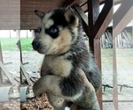 Small Photo #1 Siberian Husky Puppy For Sale in FREDERICKSBURG, OH, USA