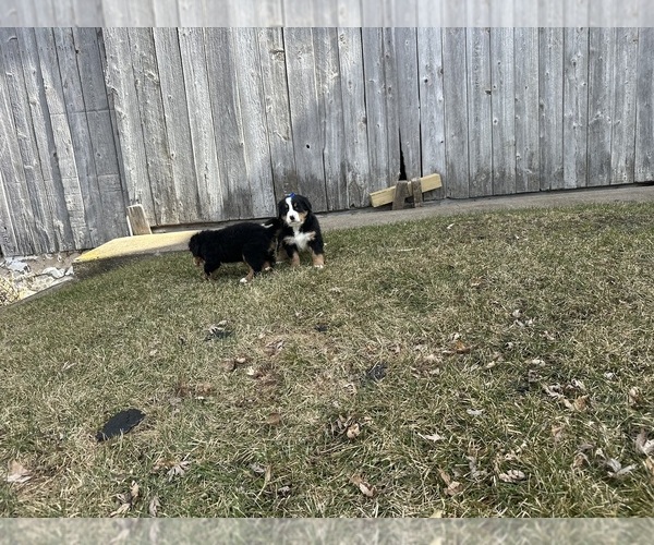 Medium Photo #10 Bernese Mountain Dog Puppy For Sale in ATHENS, WI, USA