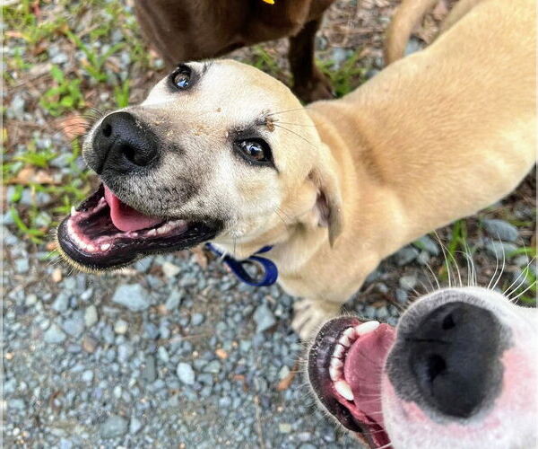 Medium Photo #2 Anatolian Shepherd-Labrador Retriever Mix Puppy For Sale in Caribou, ME, USA
