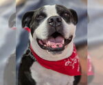 Small #18 American Bulldog-American Staffordshire Terrier Mix