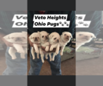 Small Photo #7 Pug Puppy For Sale in BELPRE, OH, USA