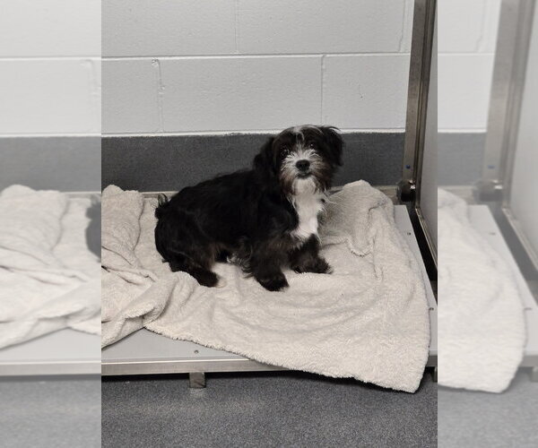 Medium Photo #1 Maltese-Unknown Mix Puppy For Sale in Glen Allen, VA, USA