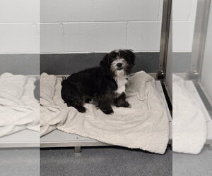 Maltese-Unknown Mix Dogs for adoption in Glen Allen, VA, USA