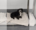 PR 55 Damien - Male Maltese-Unknown Mix Dog for Adoption - Small photo