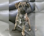 Small Black Mouth Cur-Dachshund Mix