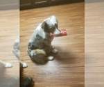 Small Photo #1 Australian Shepherd Puppy For Sale in TEMPERANCE, MI, USA