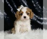 Puppy HufflePuff AKC Cavalier King Charles Spaniel
