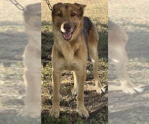 German Shepherd Dog-Unknown Mix Dogs for adoption in San Antonio, TX, USA