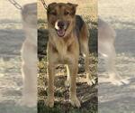 Small German Shepherd Dog Mix