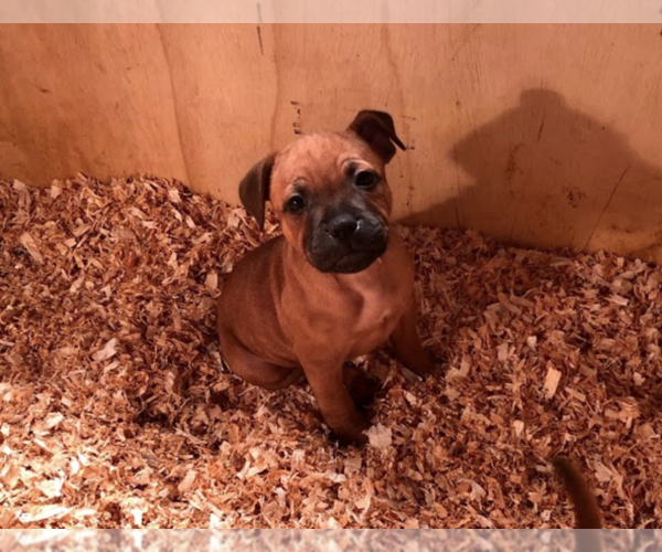 Medium Photo #1 Staffordshire Bull Terrier Puppy For Sale in VANCOUVER, WA, USA