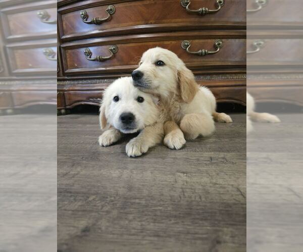 Medium Photo #2 Golden Retriever Puppy For Sale in SACRAMENTO, CA, USA