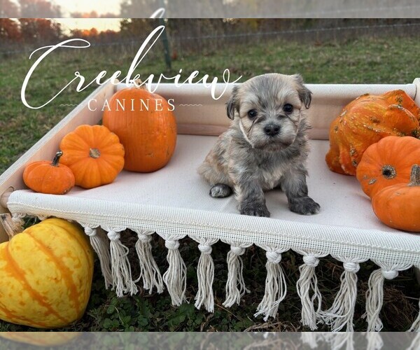 Medium Photo #4 Havanese Puppy For Sale in NIANGUA, MO, USA