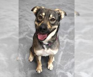 Mutt Dogs for adoption in Thief River Falls, MN, USA