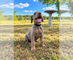 Small #3 Doberman Pinscher