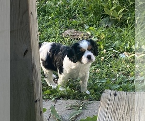 Cavalier King Charles Spaniel Puppy for sale in HOMER, IL, USA