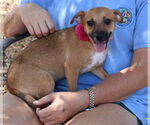 Small #2 Jack-Rat Terrier