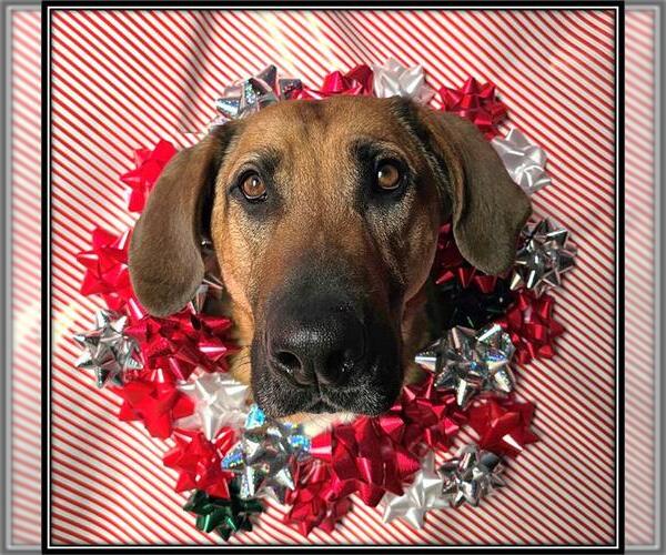 Medium Photo #1 Bloodhound-German Shepherd Dog Mix Puppy For Sale in Frisco, CO, USA