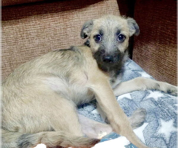 Medium Photo #4 Mutt Puppy For Sale in Omaha, NE, USA