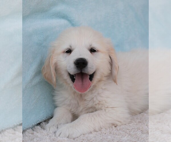 Medium Photo #2 Golden Retriever Puppy For Sale in SYRACUSE, IN, USA