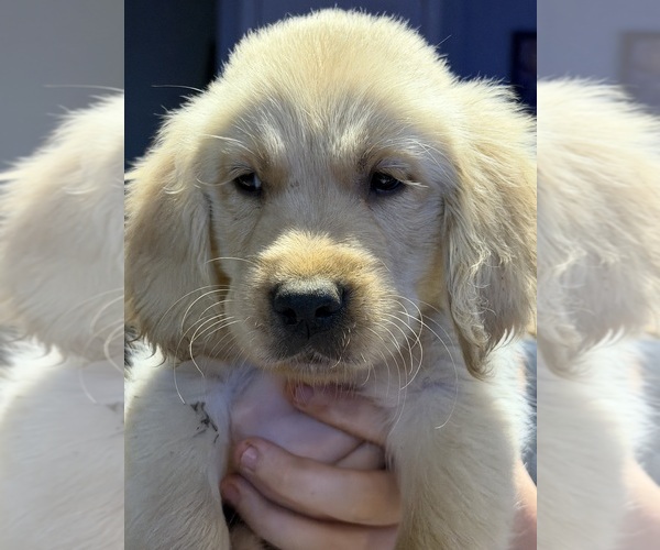 Medium Photo #6 English Cream Golden Retriever Puppy For Sale in TOLEDO, OH, USA