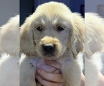 Small #5 English Cream Golden Retriever