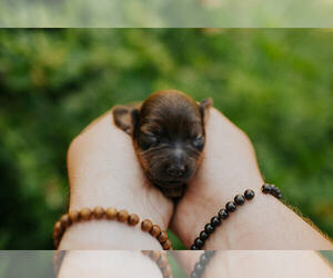 Dachshund Puppy for sale in WESTLAND, MI, USA
