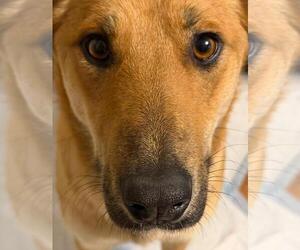 Mutt Dogs for adoption in Andover, MN, USA