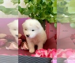 Small Photo #4 Samoyed Puppy For Sale in MONTE VISTA, CO, USA