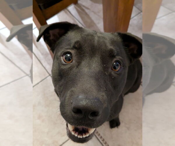 Medium Photo #1 American Pit Bull Terrier-Unknown Mix Puppy For Sale in Chandler, AZ, USA