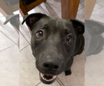 Small American Pit Bull Terrier Mix