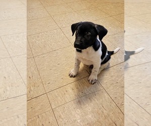 Shepradors Dogs for adoption in Holly Springs, NC, USA