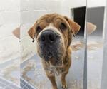 Small #1 Chinese Shar-Pei