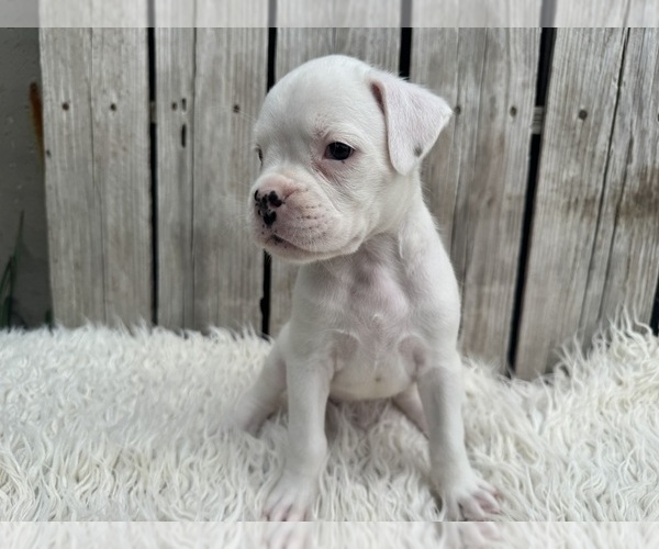 Medium Photo #5 Boxer Puppy For Sale in PAWNEE CITY, NE, USA
