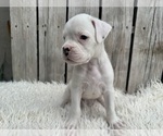 Small #4 Boxer