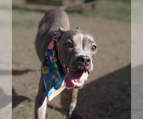 Medium Photo #1 American Staffordshire Terrier-Unknown Mix Puppy For Sale in San Antonio, TX, USA