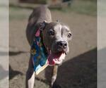 Small American Staffordshire Terrier Mix