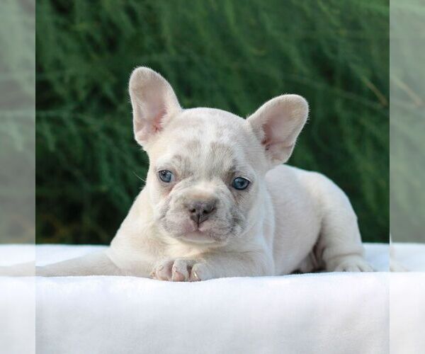 Medium Photo #3 French Bulldog Puppy For Sale in NEWMANSTOWN, PA, USA